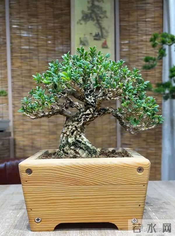 玩盆景，这几种树“至少要玩上一盆”！行家眼里的“硬通货”。