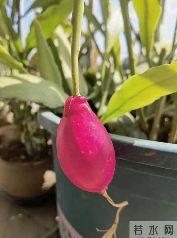 女子养5年的“昙花结果了”，犹如红宝石：晶莹剔透好美！