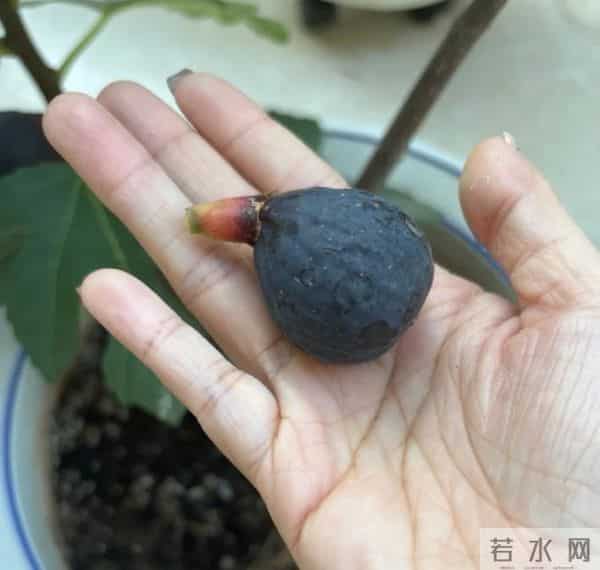 无敌了!女孩“矿泉水瓶种无花果”,结了几十个果子,软糯可口~