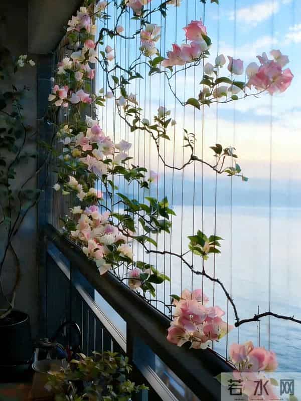 广东一女子，因国风版三角梅走红，阳台爬满花瀑布，网友：求教程