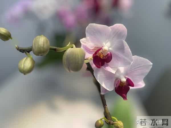 你家孩子也太旺了吧！喜鹊报喜+紫气东来，前程财运全拿捏。