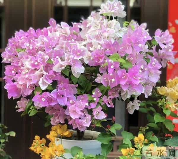 冬季养三角梅,别碰这“3怕”!错一个就黄叶掉苞,新手必看