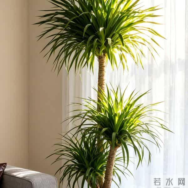 龙血树冻伤,叶子发黑就晚了!摸一处早3天发现,3步救回