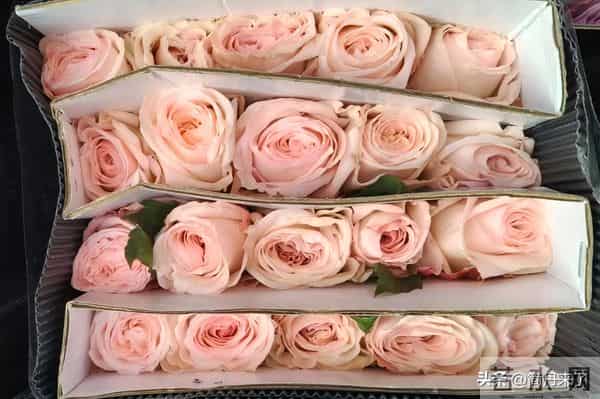 20种花店常见花材图片分享，有你喜欢的吗？