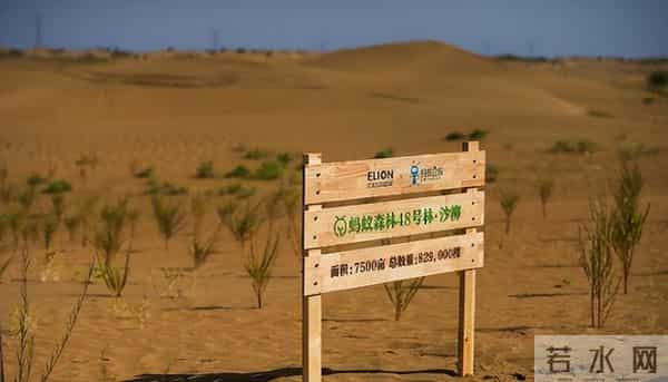 马云斥巨资在沙漠里种树,承诺每年1亿棵,9年过去了,树怎样了
