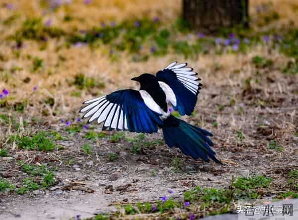 喜鹊临门，好运连连！你的善报来了，收下福泽全家