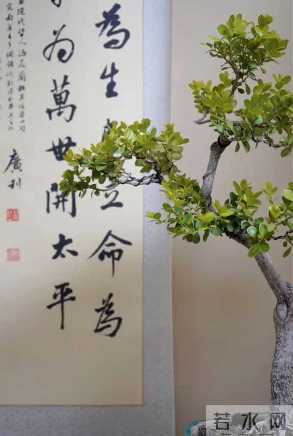 黄杨盆景：3种常见品种，哪种好养一看就懂！