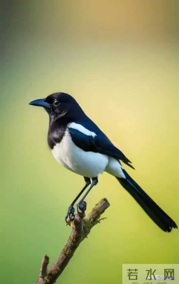 “家喜不可外扬”：喜鹊临门！你家孩子这两天就迎转机，厚积薄发