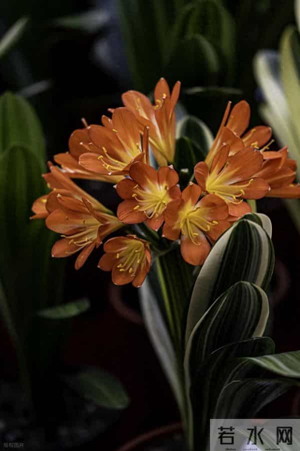 冬天君子兰别乱换盆！做好3点，叶片油亮花箭多