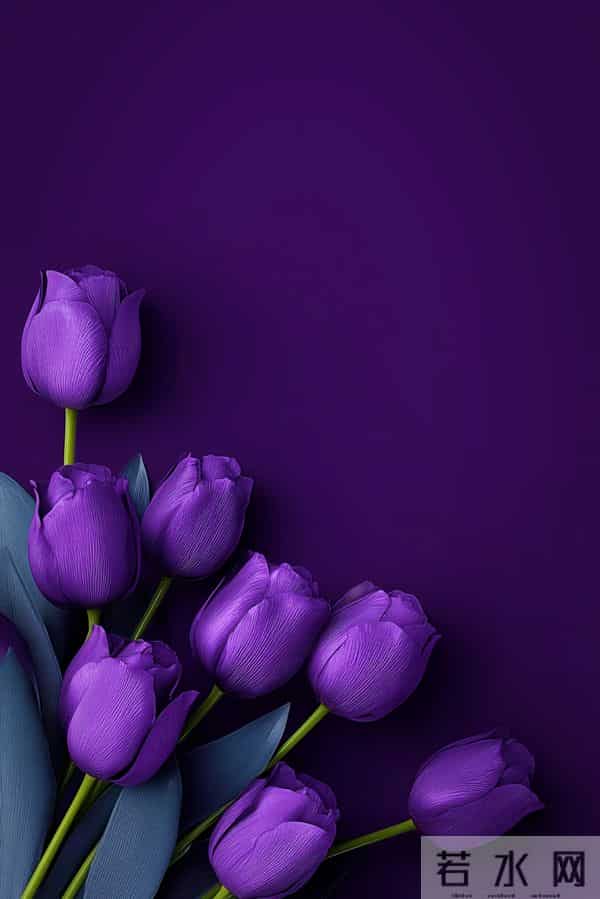 紫色郁金香 壁纸