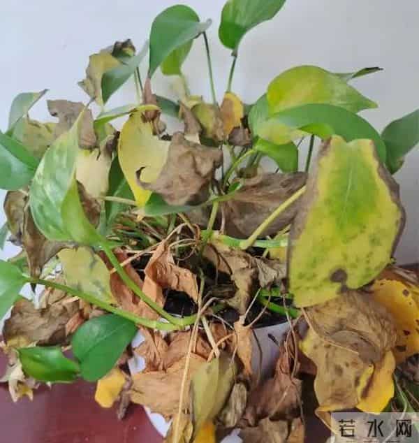 天冷就 “装死” 的4种花，开春能自己发芽，扔了真亏大了！