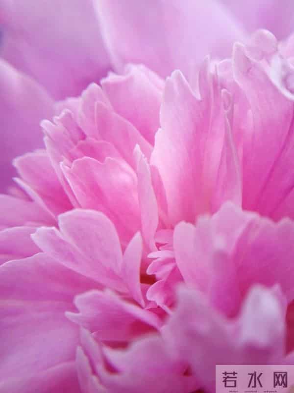 芍药:在岁月里,留下一抹温柔的印记