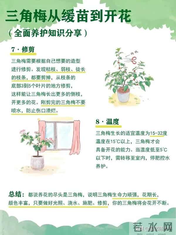 三角梅想全年开花？掌握 3 关键 + 日常 5 技巧，全年爆盆不歇气