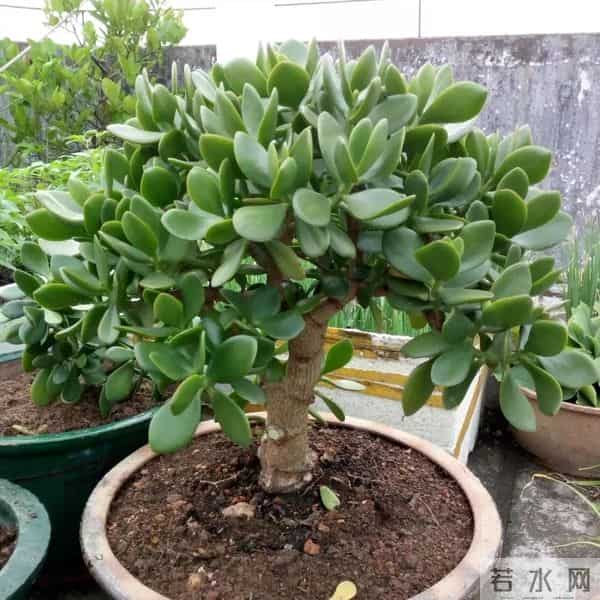 紧急提醒！这10种花冬天赶紧断水，多浇一瓢水就烂根，能要了命！