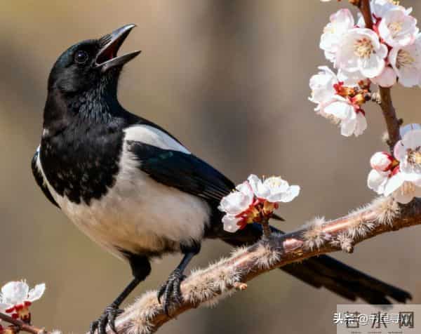 喜鹊临门，好运连连！你的善报来了，收下福泽全家