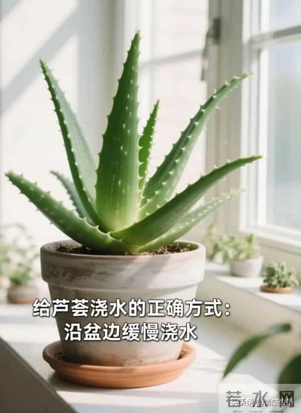 天冷了，10种花要“干养”，水多易冻伤，水少根更壮