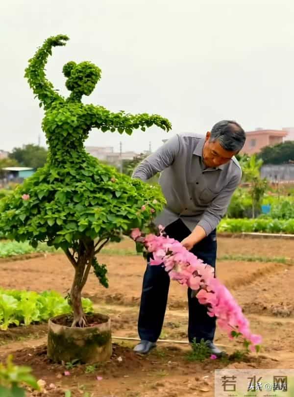 大爷的三角梅，愣是剪成了“艺术品”！开花那一刻美疯了