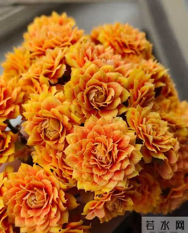 长寿花又出新品种，花比拇指还大，华丽似牡丹，一年开三季