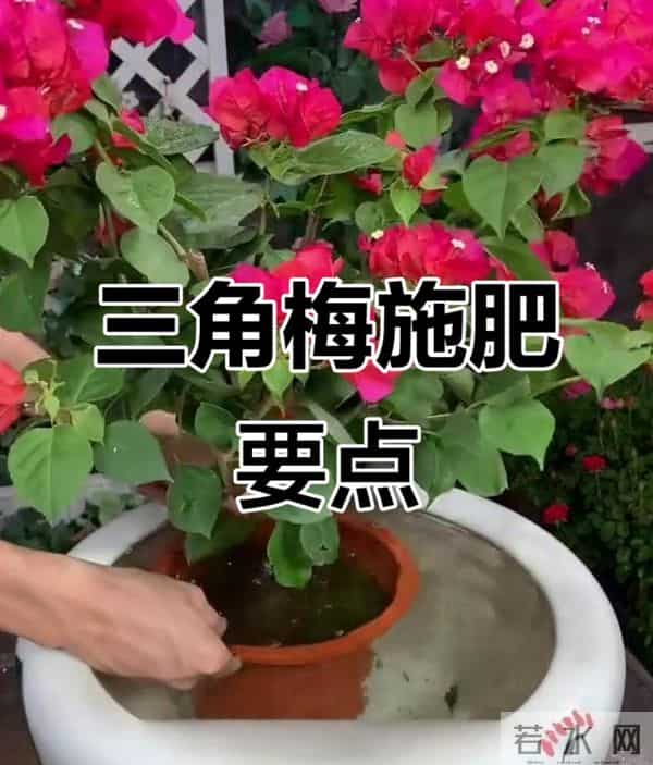 新手必看！三角梅施肥“安全手册”，避开3个坑，花开不断