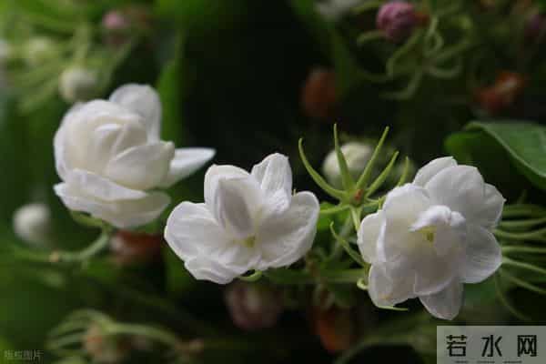 茉莉花冬天疯狂掉叶？做好这4点，来年开花爆满盆！