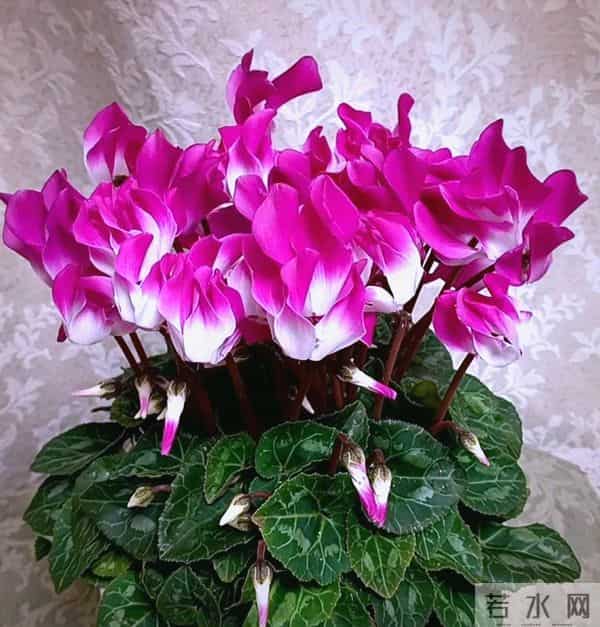 12月入手8款年宵花！摆家里年味拉满，新年日子红红火火