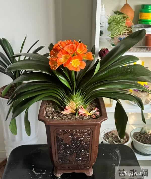君子兰过冬有 “4 怕”！做错一件，叶子烂光只剩空盆。