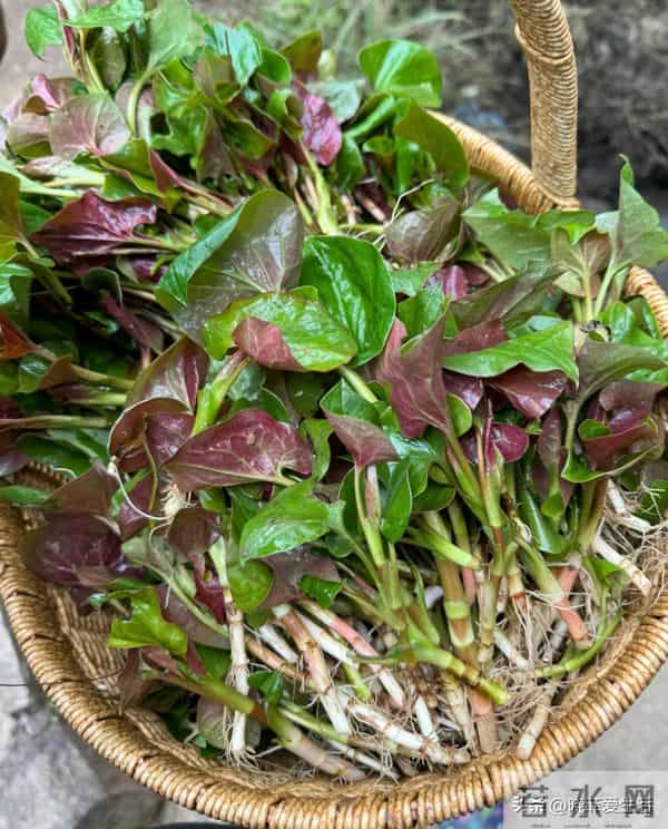 家有院子，别只种花了！种上中草药，好看实用又养生~