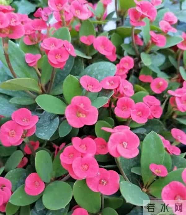 这7种花旱不死，冬天却一冻就死！低于5℃赶紧搬进屋，慢了收空盆