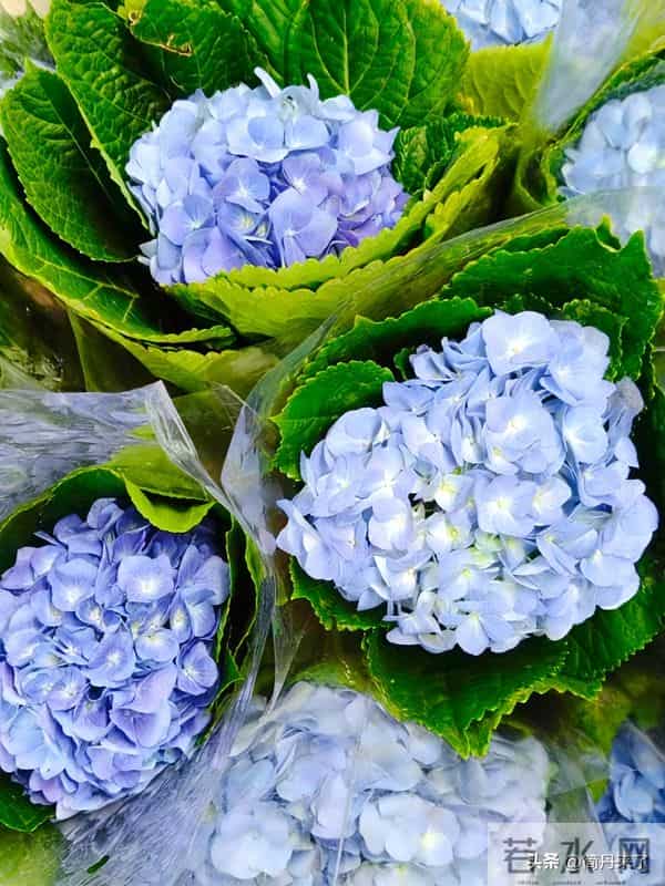 20种花店常见花材图片分享，有你喜欢的吗？