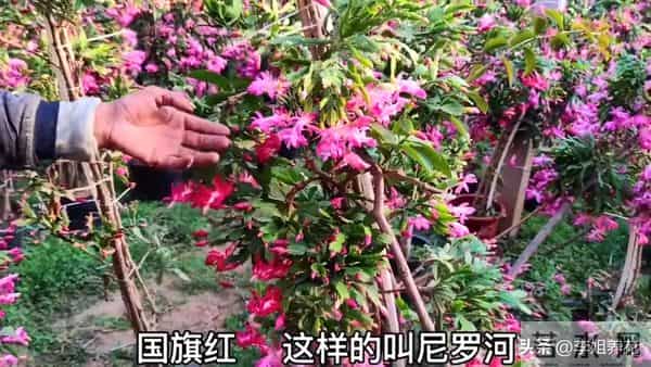 蟹爪兰有5个＂小脾气＂，顺着它。春节开满＂红灯笼＂超喜人！