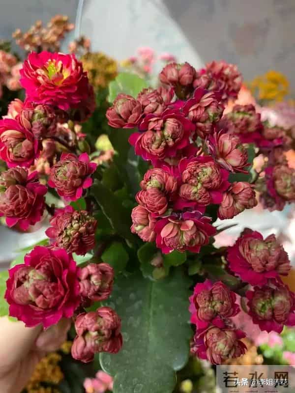 南京一大姐"太会养长寿花"走红,盆盆开成"大花球"秘诀全在这