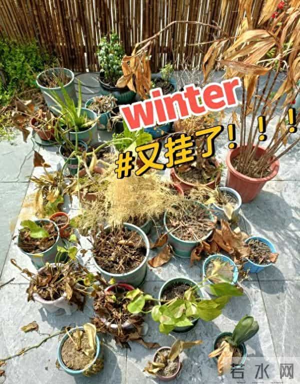 8种花要放外面“冻着养”，千万别搬进屋，不然影响明年开花！