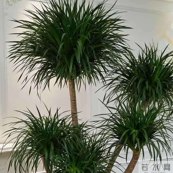 龙血树冻伤,叶子发黑就晚了!摸一处早3天发现,3步救回