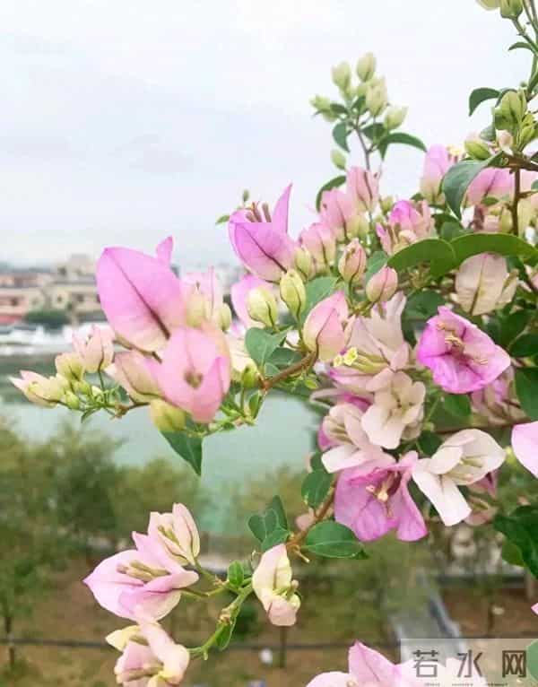 三角梅冬季冒花苞？踩中这两个雷，花苞全掉光