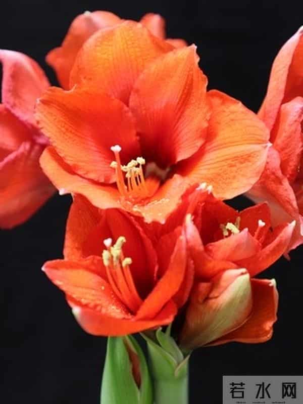 朱顶红12月催花秘籍：南北4区通用3步法，春节开花不赌运气！