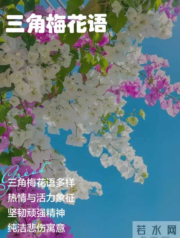 新手必看！三角梅施肥“安全手册”，避开3个坑，花开不断