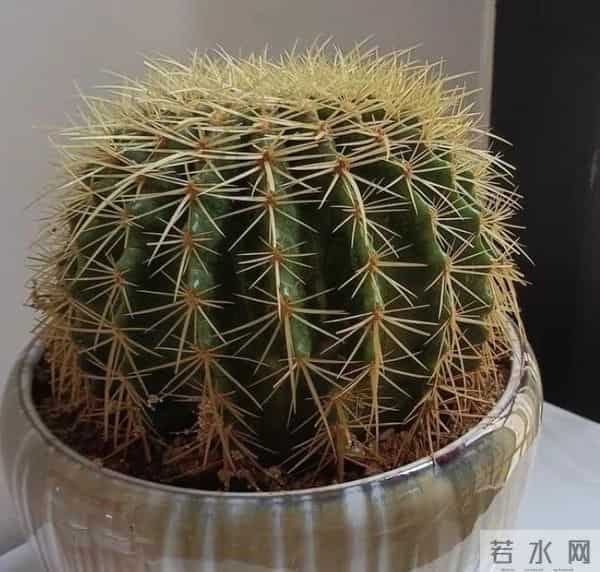 冬天养花别乱浇!这6种花“旱不死”一冬天不浇水也活新手闭眼养