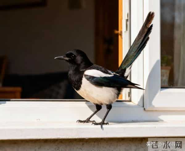 喜鹊临门，好运连连！你的善报来了，收下福泽全家