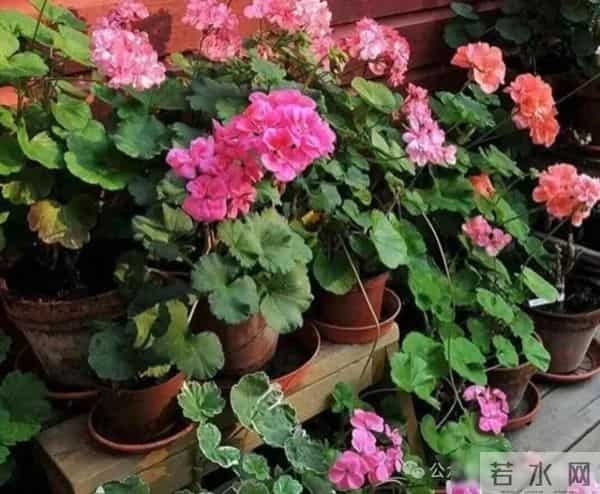 小苏打是“养花万能肥”，太好使了，不招虫不得病，养啥花都能旺