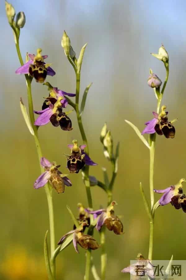 挑不出短板的热门兰,开花像小蜜蜂,耐阴皮实,北方户外也能过冬