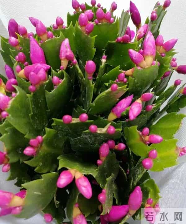 这5种花想要年前开？12月必须“喂大肥”，错过再等一整年