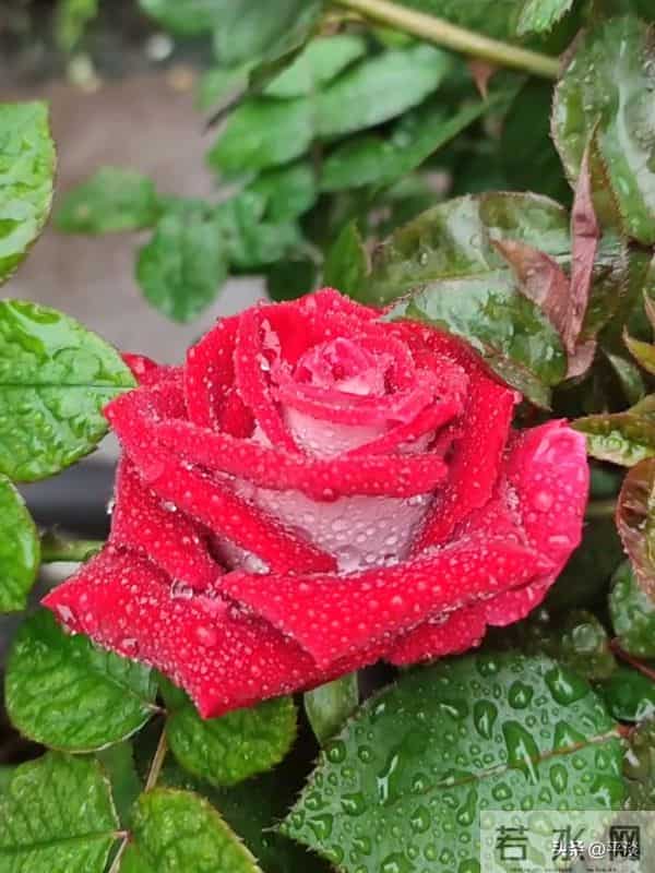 不同季节下的莫妮卡贝鲁奇月季花