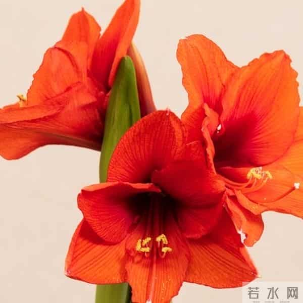 朱顶红12月催花秘籍：南北4区通用3步法，春节开花不赌运气！