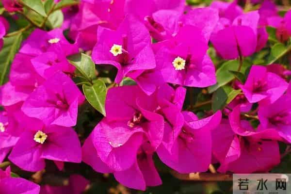 比“三樱”还勤花的三角梅品种,你有吗?