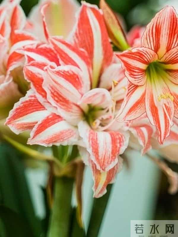 朱顶红12月催花秘籍：南北4区通用3步法，春节开花不赌运气！