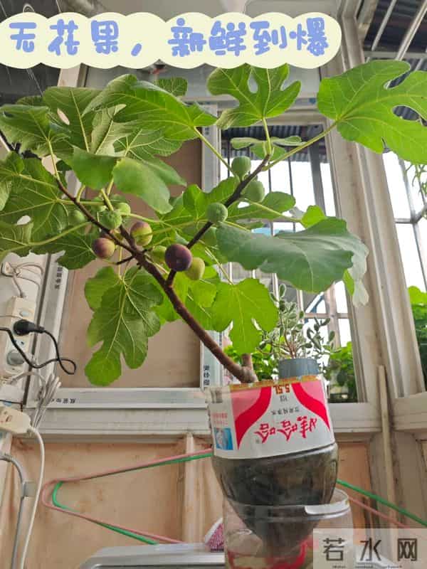 无敌了!女孩“矿泉水瓶种无花果”,结了几十个果子,软糯可口~