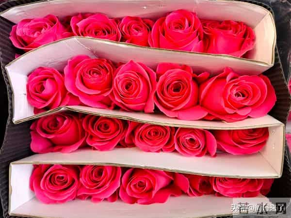 20种花店常见花材图片分享，有你喜欢的吗？