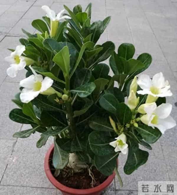 7种“耐旱怕冻花”，过冬记住3个保命招！