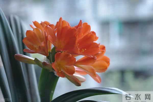 冬天君子兰别乱换盆!做好3点,叶片油亮花箭多