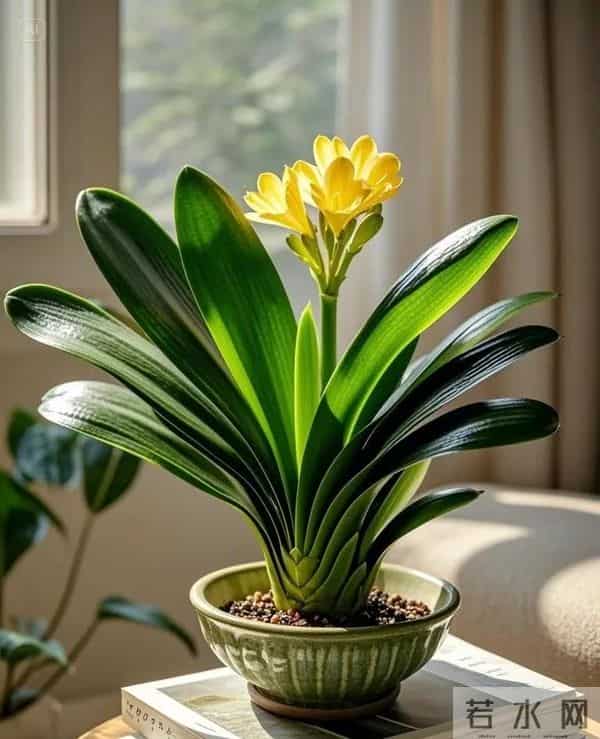 北方君子兰十二月养护精要：低温下的蓄能、抽箭与华丽绽放
